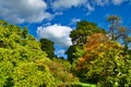 Cholmondeley treetops in early autumn Royalty Free Stock Photo