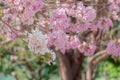 Chompoo pantip or pink pantip sakura blossom in Thailand Royalty Free Stock Photo