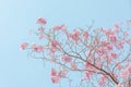 Chompoo pantip or pink pantip sakura blossom in Thailand Royalty Free Stock Photo