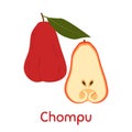Chompu Fruit.Vector Illustration EPS.