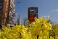 Chomutov, Czech republic - April 06, 2019: spring yellow flower in centre of city