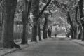 2016/09/24 - Chomutov, Czech republic - chestnut alley in the street Premyslova in Chomutov city with a woman crossing the street