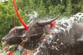 CHONBURI, THAILAND - JULY 7: Buffalo take a bath to relax during Royalty Free Stock Photo