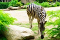 Chonburi, Thailand - July 22, 2018: Zebra and front portrait in