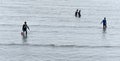 People carry basket of seashell to back home