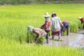 Chonburi , Thailand , September 9 , 2016 : Thailand farmer collecting seedlings of rice to planting during the rainy season in Th