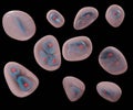 The chondrocyte in cartilage matrix has rounded or polygonal structure