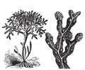 Chondrus crispus , irish moss or Fucus vesiculosus, bladderwrack engraving