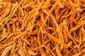 Chong cao, Dry Cordyceps militaris closeup Royalty Free Stock Photo