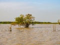 Chong Kneas - Tree in Tonle Sap lake in Cam