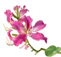 Chongkho pink flower blooming Isolated on White Background.