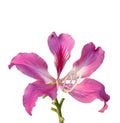 Chongkho pink flower blooming Isolated on White Background.