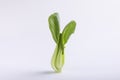 Chongming green vegetable isolated on a white background Royalty Free Stock Photo