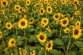 Chongqing Banan flowers and trees in the world of the sunflower blossoming garden Royalty Free Stock Photo