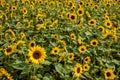 Chongqing Banan flowers and trees in the world of the sunflower blossoming garden Royalty Free Stock Photo