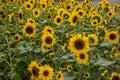 Chongqing Banan flowers and trees in the world of the sunflower blossoming garden Royalty Free Stock Photo