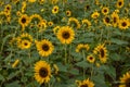 Chongqing Banan flowers and trees in the world of the sunflower blossoming garden Royalty Free Stock Photo