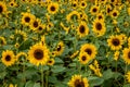 Chongqing Banan flowers and trees in the world of the sunflower blossoming garden Royalty Free Stock Photo