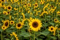 Chongqing Banan flowers and trees in the world of the sunflower blossoming garden Royalty Free Stock Photo