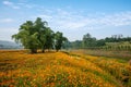 Chongqing Banan flowers world garden full of flowers in full bloom