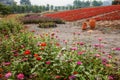 Chongqing Banan flowers world garden full of flowers in full bloom