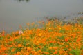 Chongqing Banan flowers world garden lakeside flowers in full bloom Royalty Free Stock Photo