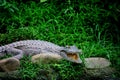 Chongqing crocodile center of the Alligator