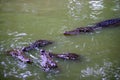 Chongqing crocodile center of the Alligator