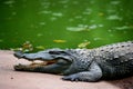 Chongqing crocodile center of the Alligator