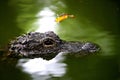 Chongqing crocodile center of the Alligator