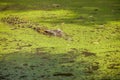 Chongqing crocodile center of the crocodile pool Royalty Free Stock Photo