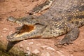 Chongqing crocodile center of the crocodile pool Royalty Free Stock Photo