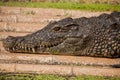 Chongqing crocodile center of the crocodile pool Royalty Free Stock Photo