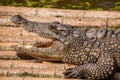 Chongqing crocodile center of the crocodile pool Royalty Free Stock Photo