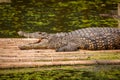 Chongqing crocodile center of the crocodile pool Royalty Free Stock Photo