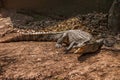 Chongqing crocodile center of the crocodile pool Royalty Free Stock Photo