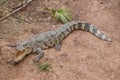 Chongqing crocodile center of the crocodile pool Royalty Free Stock Photo