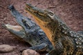 Chongqing crocodile center of the crocodile pool Royalty Free Stock Photo