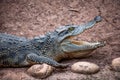 Chongqing crocodile center of the crocodile pool Royalty Free Stock Photo