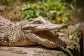 Chongqing crocodile crocodile pool center Royalty Free Stock Photo