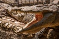 Chongqing crocodile crocodile pool center Royalty Free Stock Photo