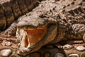 Chongqing crocodile crocodile pool center Royalty Free Stock Photo