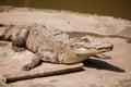 Chongqing crocodile crocodile pool center Royalty Free Stock Photo