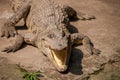 Chongqing crocodile crocodile pool center