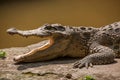 Chongqing crocodile crocodile pool center Royalty Free Stock Photo