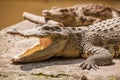 Chongqing crocodile crocodile pool center Royalty Free Stock Photo