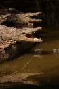 Chongqing crocodile crocodile pool center Royalty Free Stock Photo