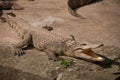 Chongqing crocodile crocodile pool center Royalty Free Stock Photo