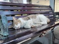 Chonky Cats in chair Royalty Free Stock Photo