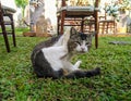 Chonky in garden Royalty Free Stock Photo